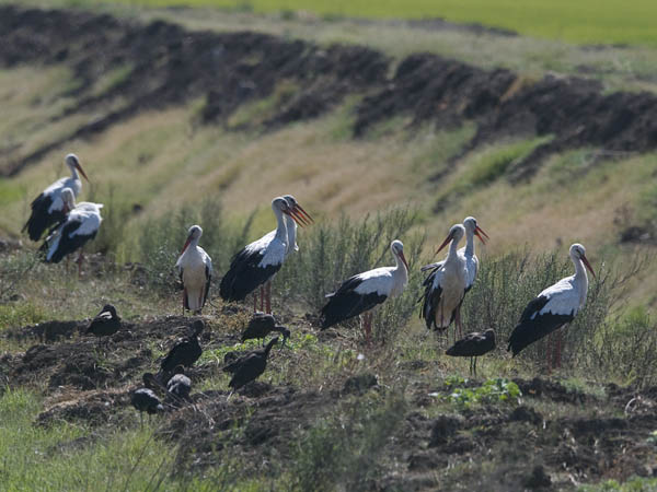 Kattohaikara, White Stork, Ciconia ciconia